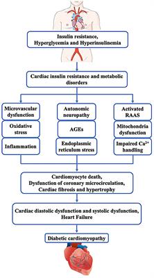 Long Non-coding RNA: A Key Regulator in the Pathogenesis of Diabetic Cardiomyopathy